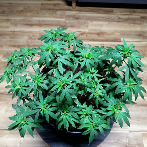Ashley Ash growlog photo: SCROG works great