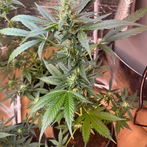 Bella Blue growlog photo: After a few days without update here the buds !!!