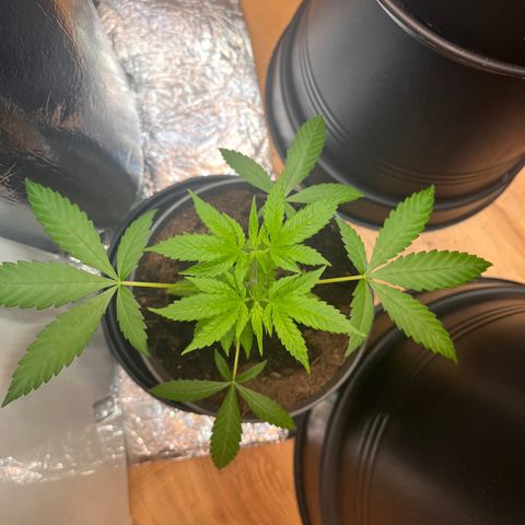 Ashley Ash growlog photo: Hydra is alive 