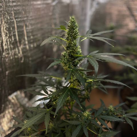Renate growlog photo: After a few days without update here the buds !!!