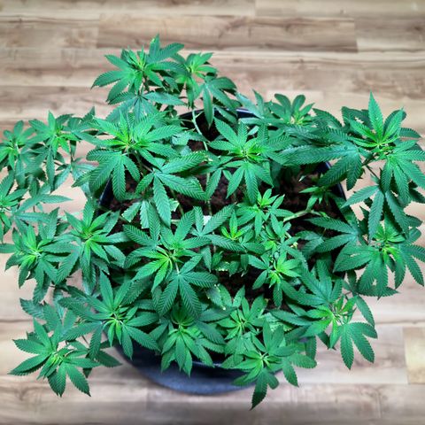 Ashley Ash growlog photo: SCROG works great