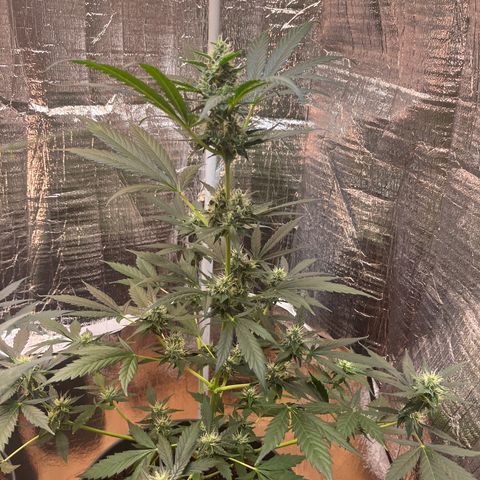 Radical Russian growlog photo: After a few days without update here the buds !!!