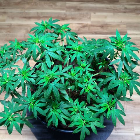 Ashley Ash growlog photo: SCROG works great