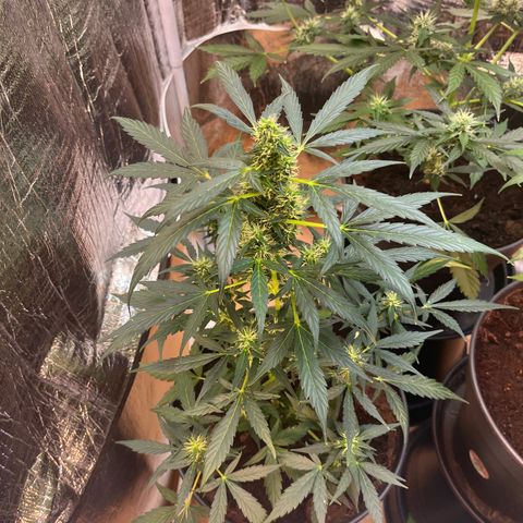 Renate growlog photo: After a few days without update here the buds !!!