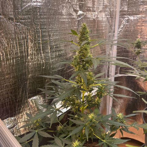 Renate growlog photo: After a few days without update here the buds !!!