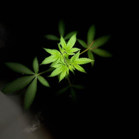 Ashley Ash growlog timeline photo