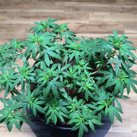 Ashley Ash growlog timeline photo