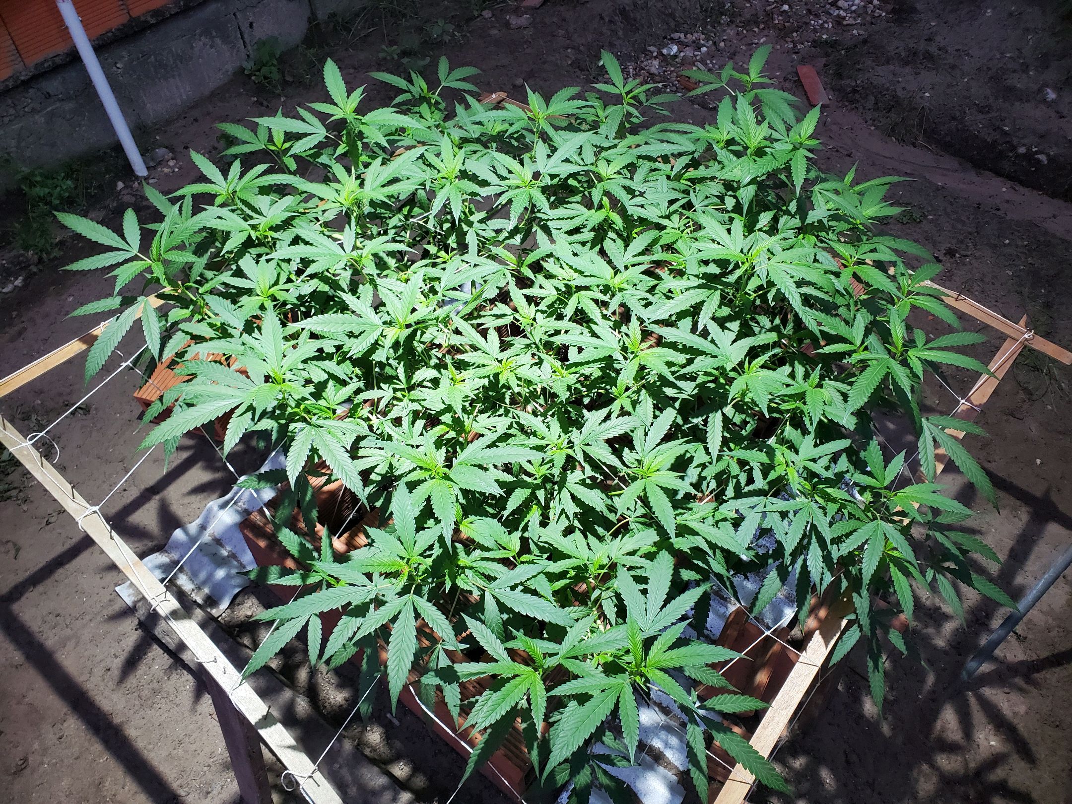 Runtz growlog header