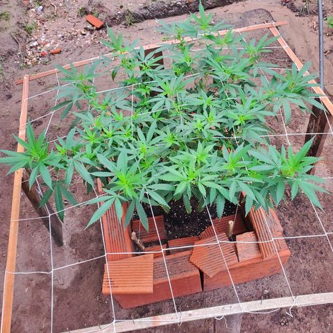 Runtz growlog photo