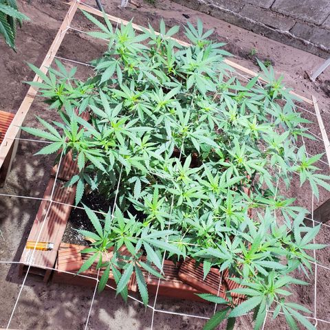 Runtz growlog photo