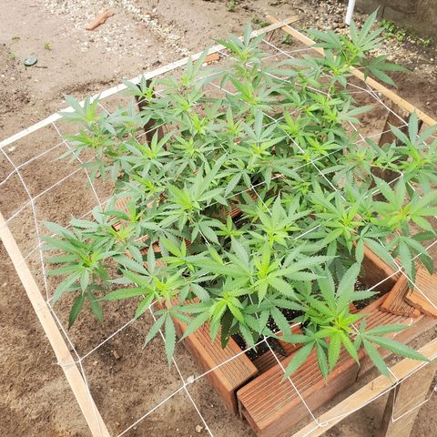 Runtz growlog photo