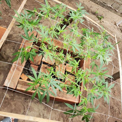 Runtz growlog photo