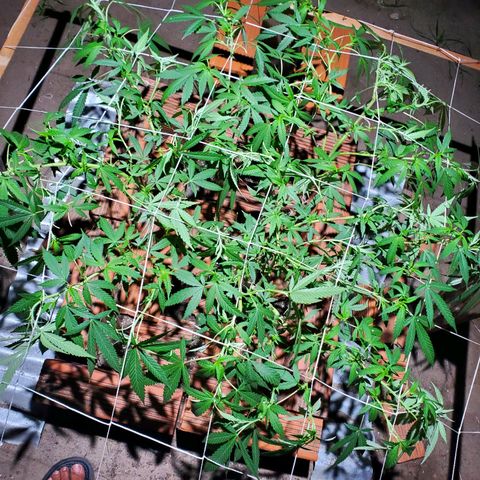 Runtz growlog photo