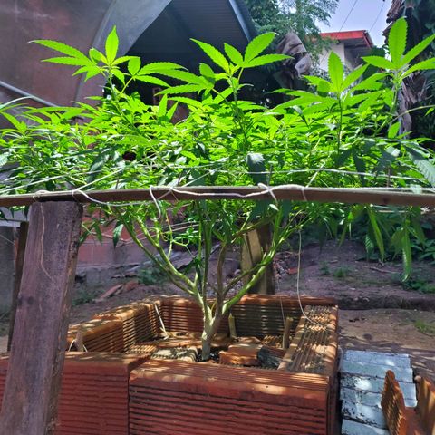 Runtz growlog timeline photo
