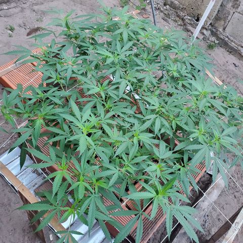 Runtz growlog timeline photo