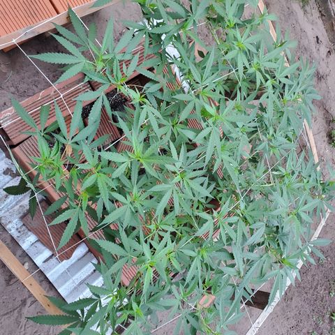 Runtz growlog timeline photo