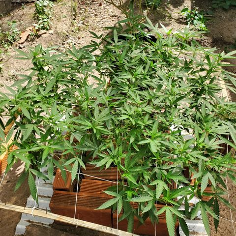 Runtz growlog photo: Set Light schedule to 12/12