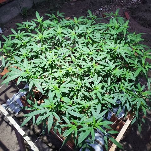 Runtz growlog in Outdoor