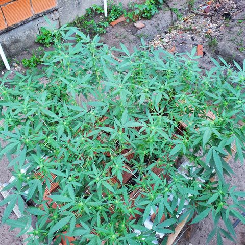 Runtz growlog timeline photo