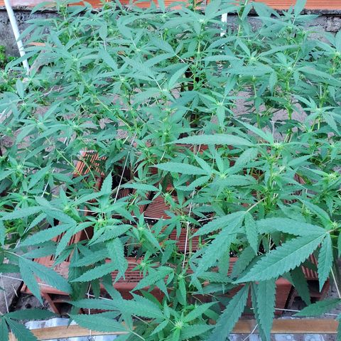 Runtz growlog timeline photo