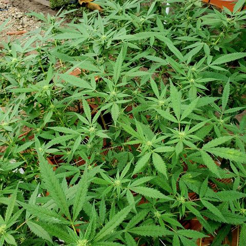 Runtz growlog timeline photo