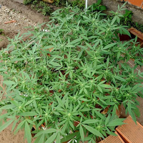 Runtz growlog timeline photo