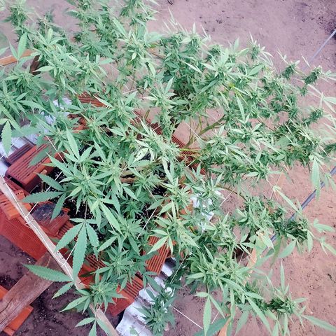 Runtz growlog timeline photo