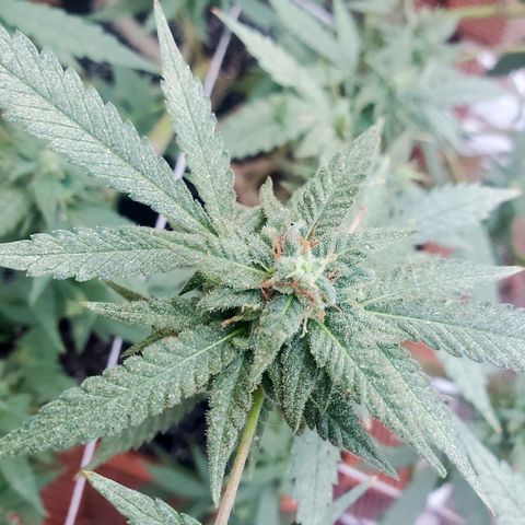 Runtz growlog timeline photo
