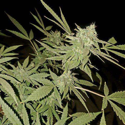 Runtz growlog timeline photo