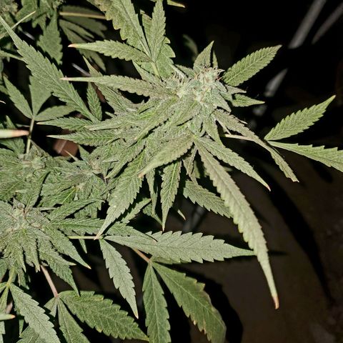 Runtz growlog timeline photo