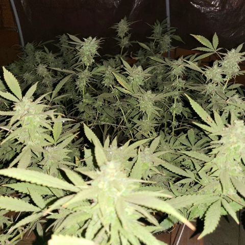 Runtz growlog timeline photo