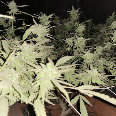 Runtz growlog timeline photo