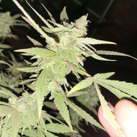 Runtz growlog timeline photo