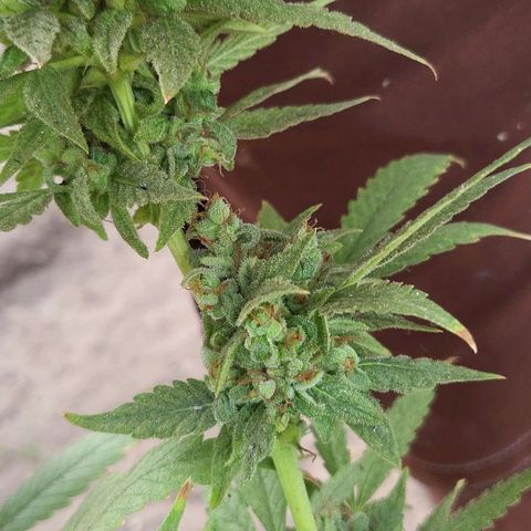 Runtz growlog timeline photo