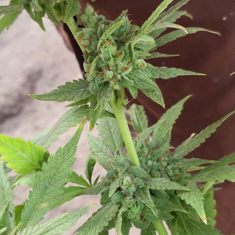 Runtz growlog timeline photo