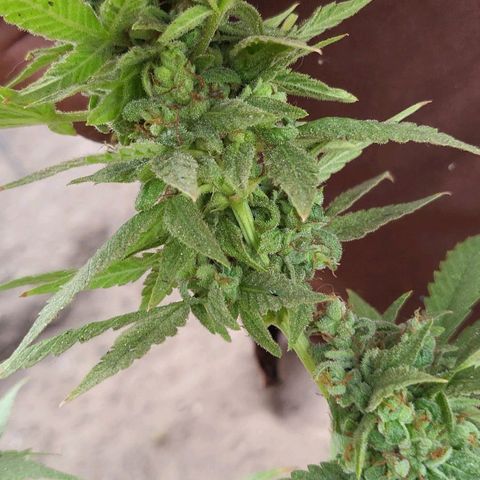 Runtz growlog timeline photo