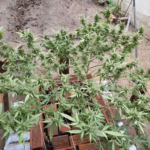 Runtz growlog timeline photo