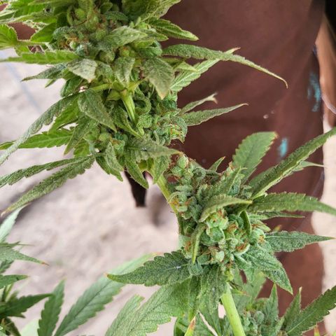 Runtz growlog timeline photo