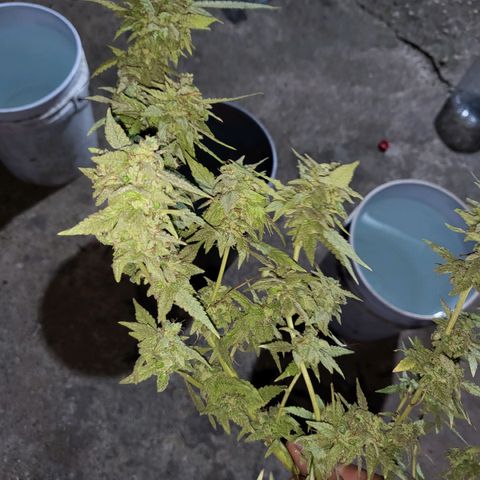 Runtz growlog timeline photo