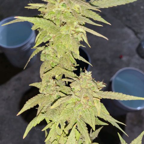 Runtz growlog timeline photo