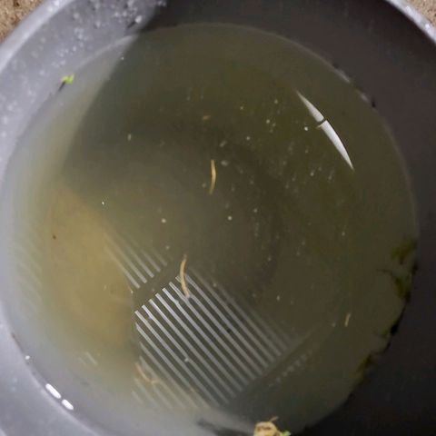 Runtz growlog photo: Bud washed and I was so happy I did got a couple grasshoppers small ones hiding and well for the mights as well and whatever PM it had..got a lot out so I'm hoping to experience a much cleaner tastier bud when I'm smoking .