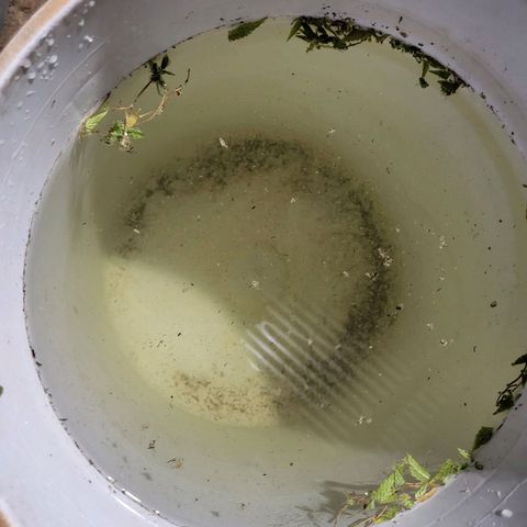 Runtz growlog photo: Bud washed and I was so happy I did got a couple grasshoppers small ones hiding and well for the mights as well and whatever PM it had..got a lot out so I'm hoping to experience a much cleaner tastier bud when I'm smoking .