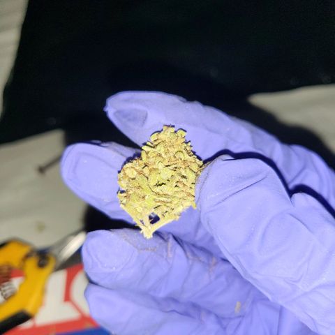 Runtz growlog timeline photo