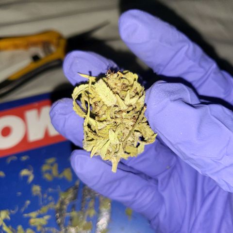 Runtz growlog timeline photo