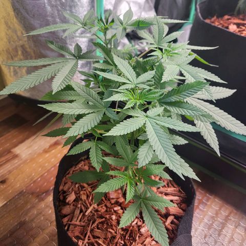 Haze growlog timeline photo
