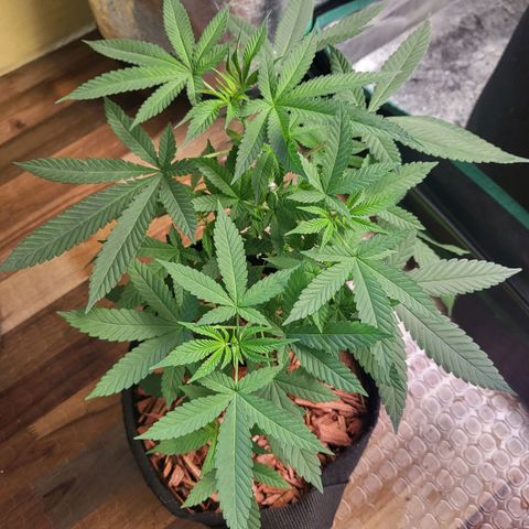 Haze growlog timeline photo