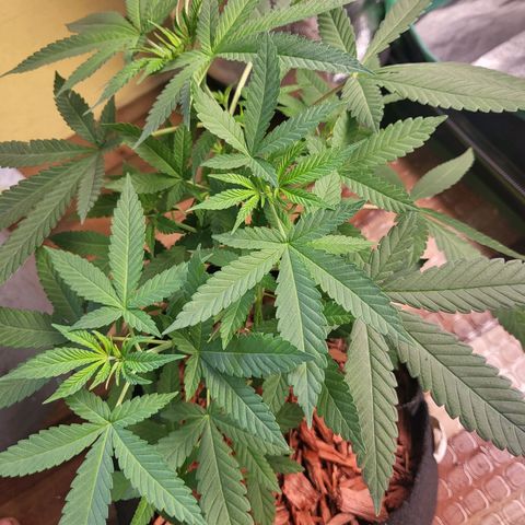 Haze growlog timeline photo
