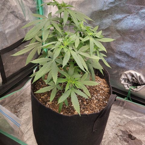Haze growlog timeline photo
