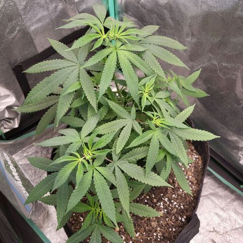 Haze growlog timeline photo