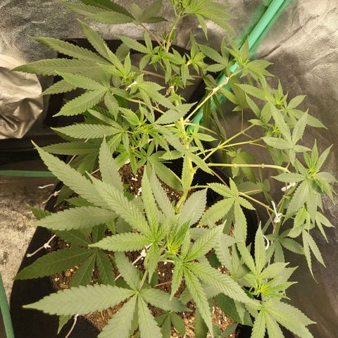 Haze growlog timeline photo